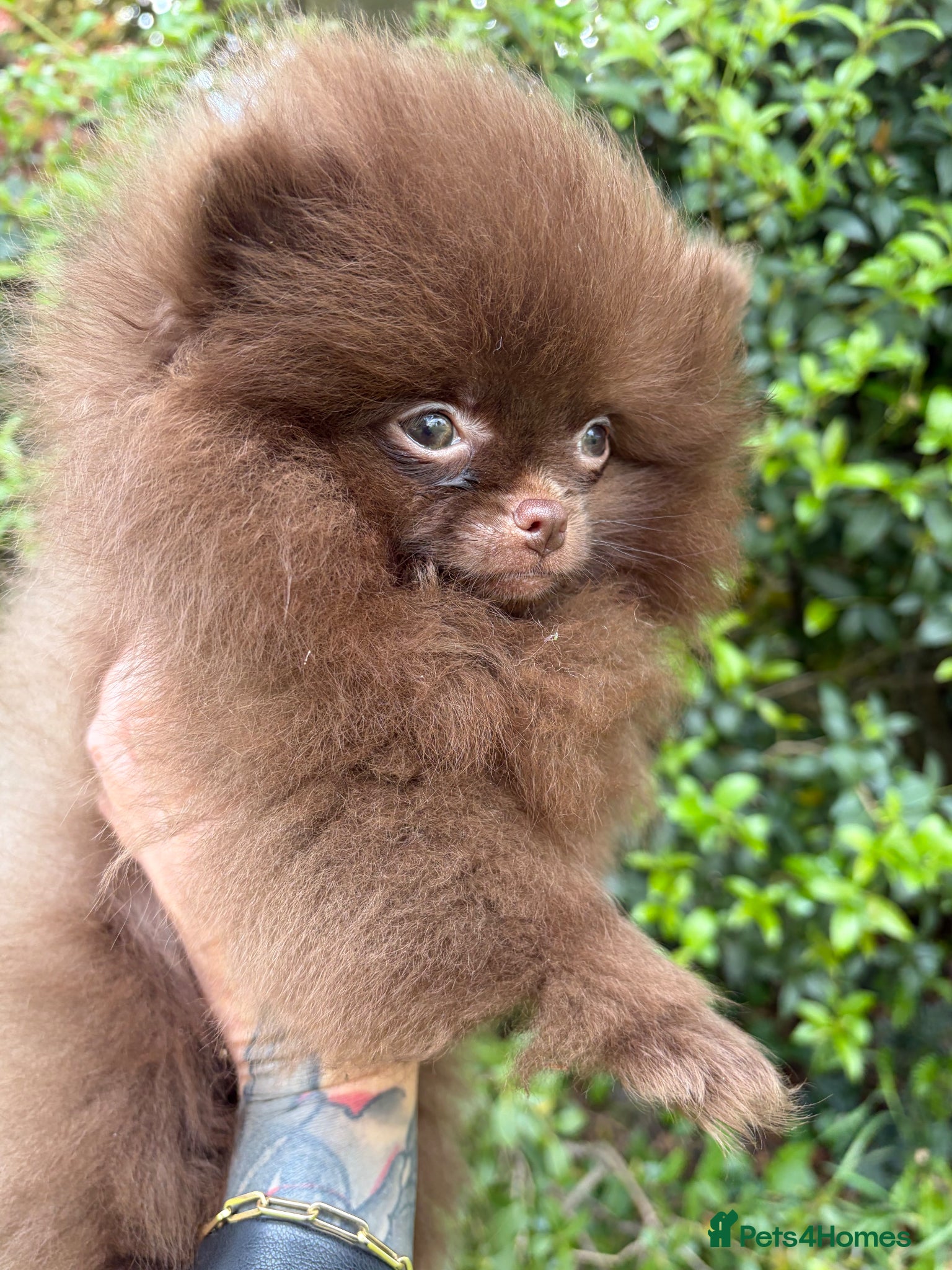 Pomeranian dogs for sale: Amazing Poms teddy bear boy 🥰🐻🥰🐻 - Advert 14