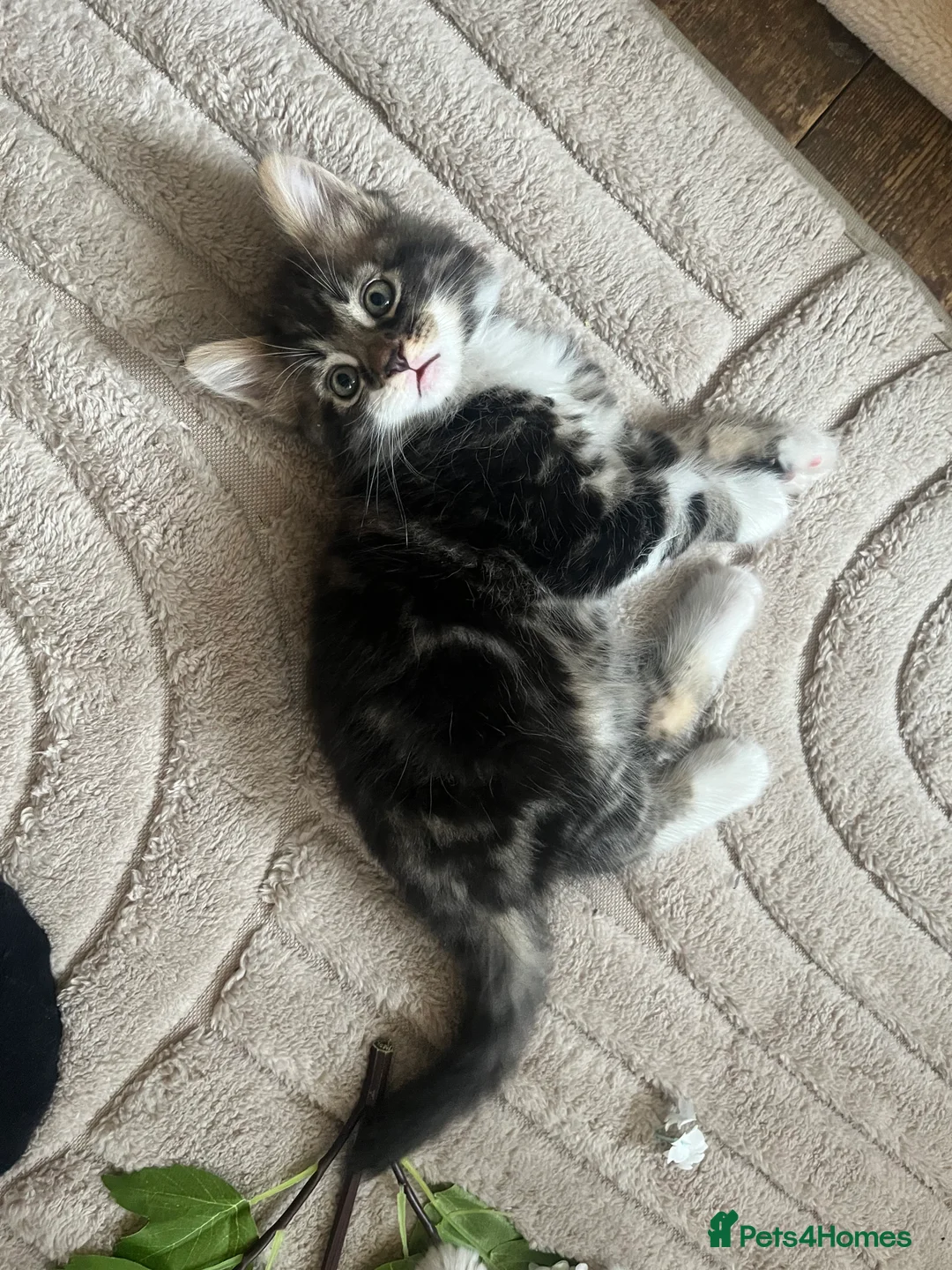 Mixed Breed cats for sale: Kitten for sale  - Advert 12