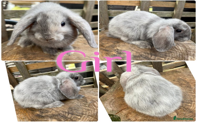 Mini Lop rabbits - Advert 4