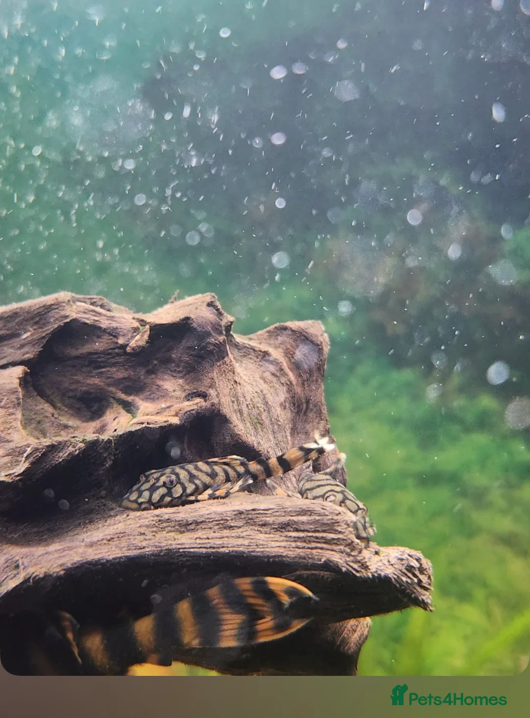 Plecos fish for sale: L519 Honeycomb Plecos  - Advert 5