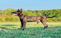 Belgian Shepherd Dog dogs for sale: Belgian Malinois / Dutch Herder  - Image 14