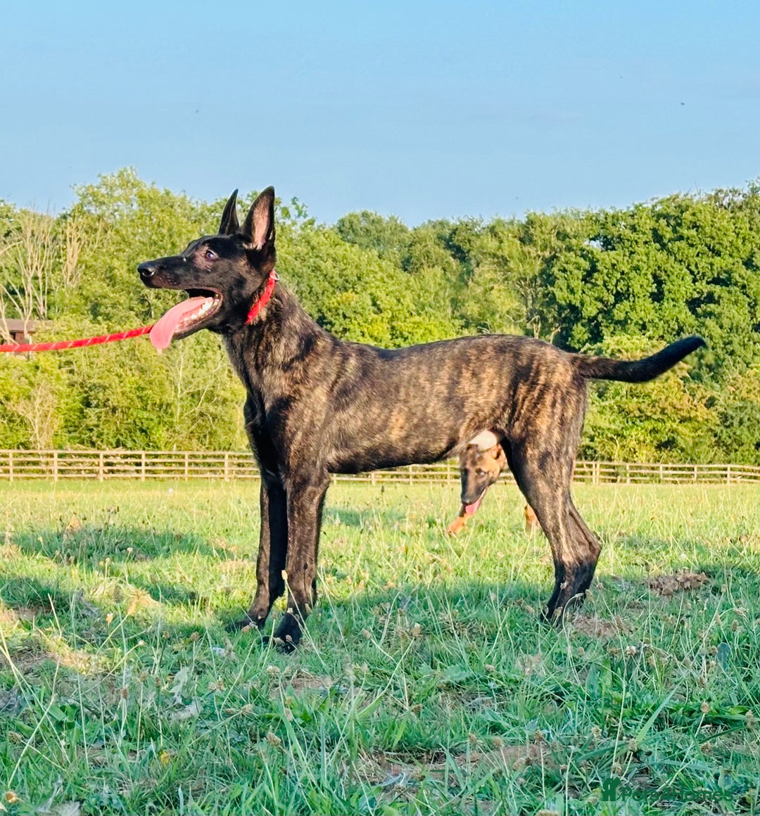 Belgian Shepherd Dog dogs for sale: Belgian Malinois / Dutch Herder  - Image 14