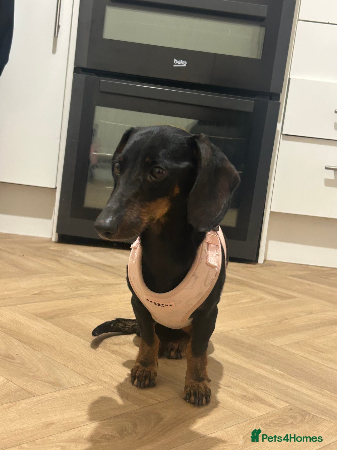 Dachshund dogs for sale: Female dachshund  - Advert 3