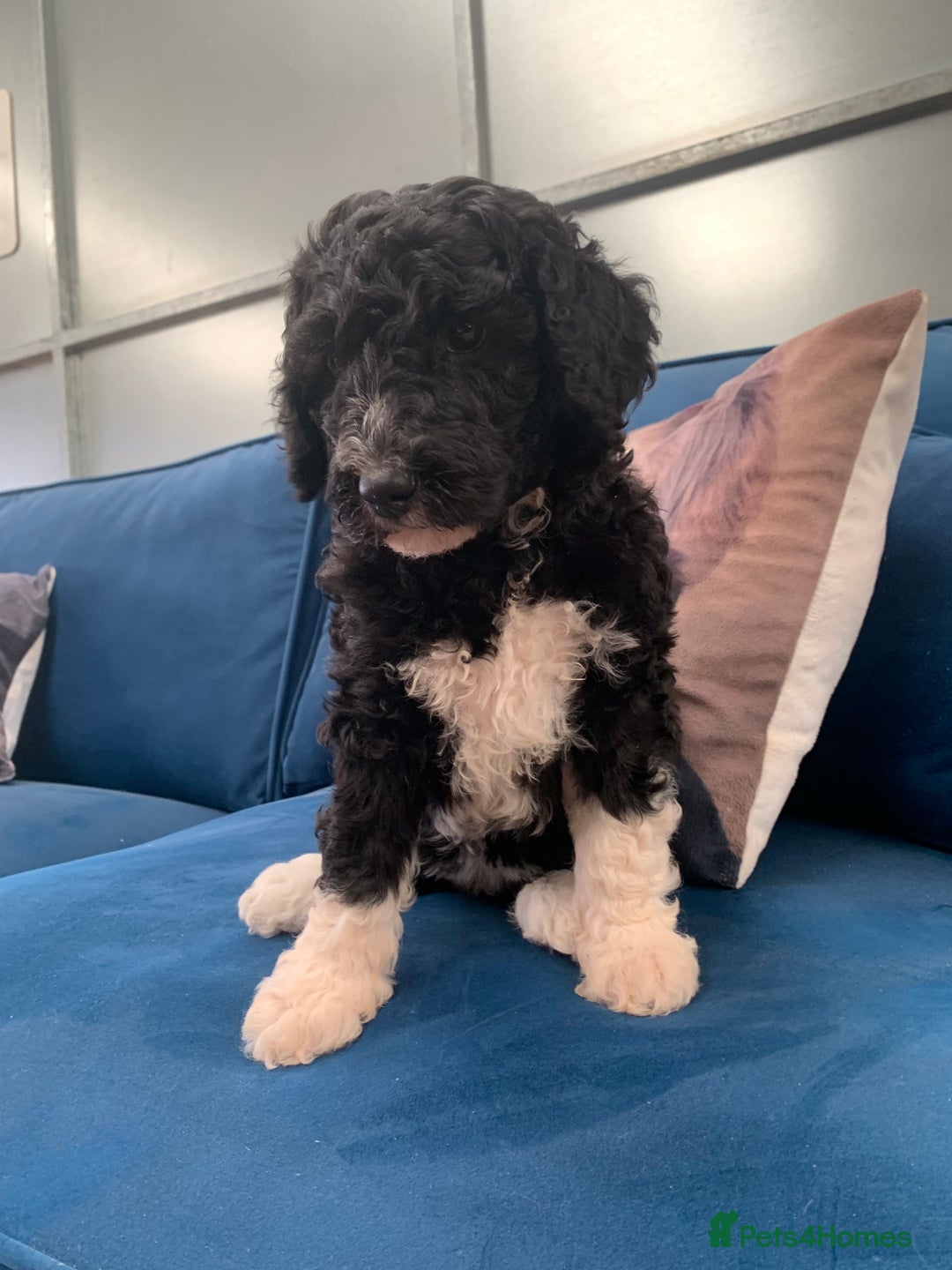 Sheepadoodle dogs for sale: Sheepadoodle Standard Size F1b READY NOW - Image 21