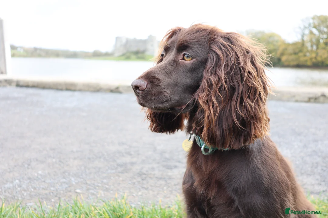 Cocker Spaniel dogs for sale: A beautiful pedigree working cocker spaniel boy in Bristol - Advert 1