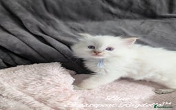 Ragdoll cats for sale: GCCF Pedigree Ragdoll Kittens Champion Lines - Image 13