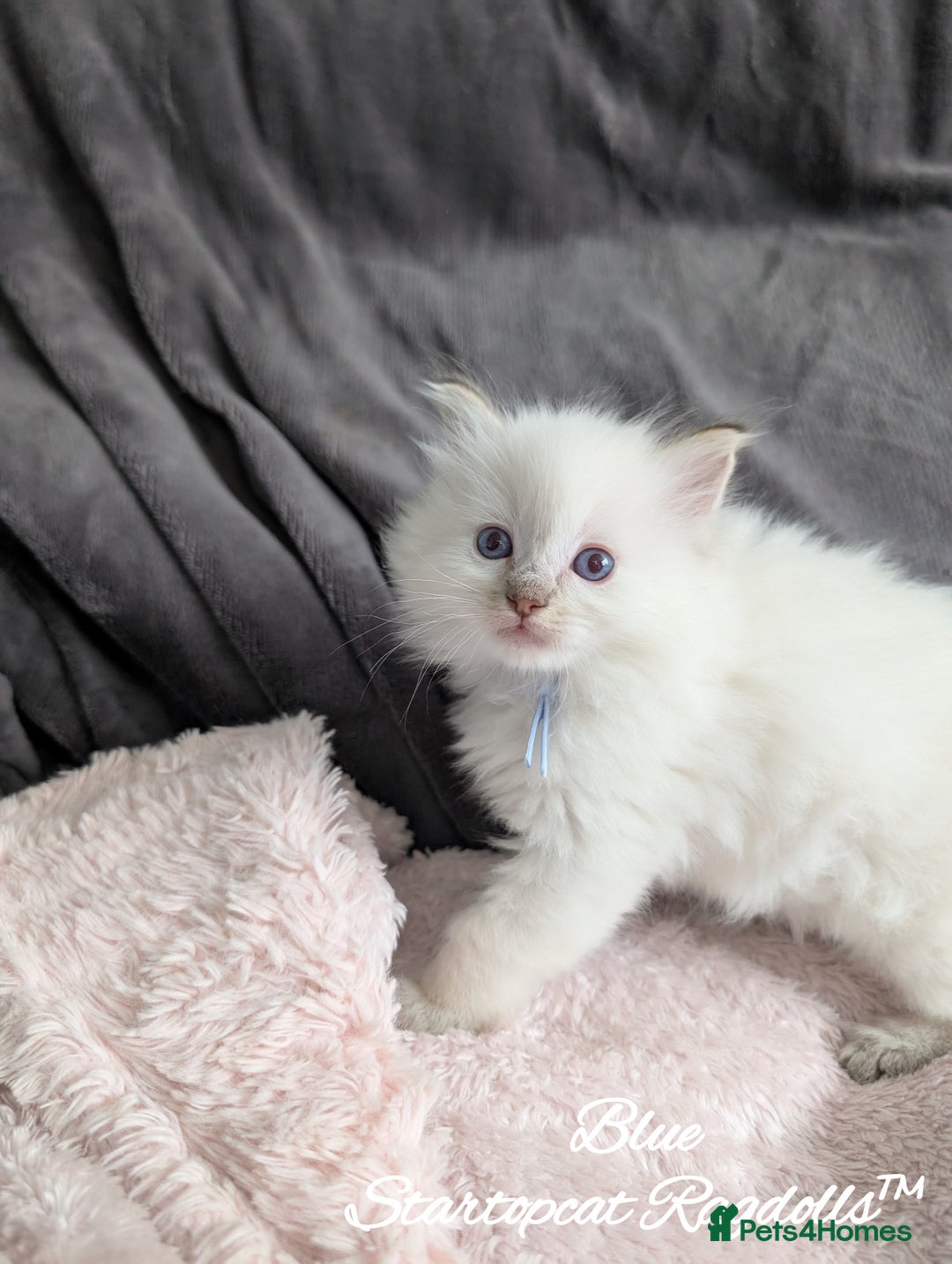 Ragdoll cats for sale: GCCF Pedigree Ragdoll Kittens Champion Lines - Image 13