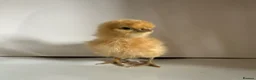 Chickens poultry for sale: Various breeds day old chicks  - Advert 10