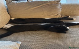 Mixed Breed cats for sale: 2x Female Kittens  - Image 2