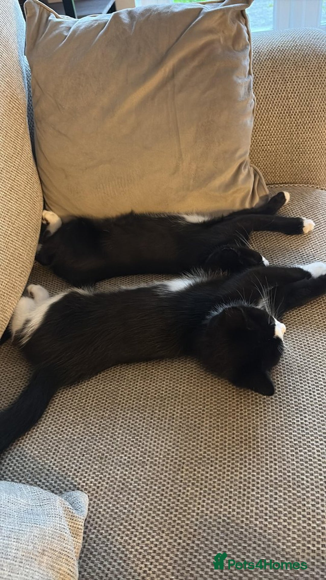 Mixed Breed cats for sale: 2x Female Kittens  - Image 2