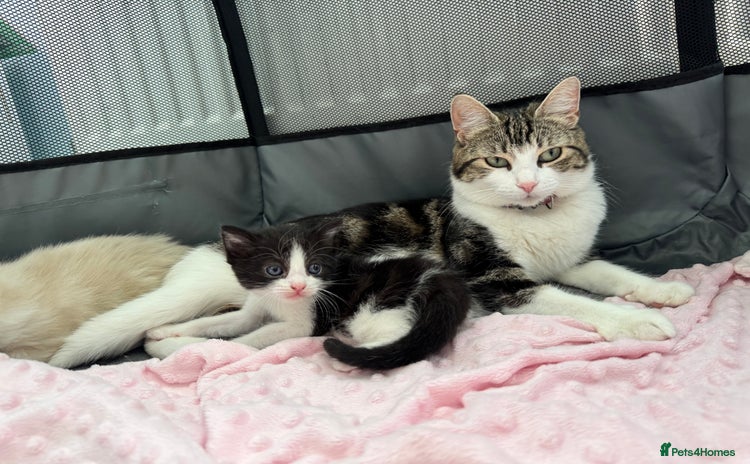 Mixed Breed cats - Advert 6