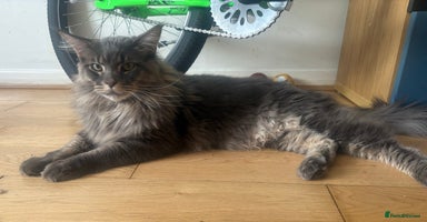 Maine Coon cats - Advert 4
