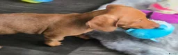 Miniature Dachshund dogs for sale: Minature dachshund  in Barnsley - Advert 4