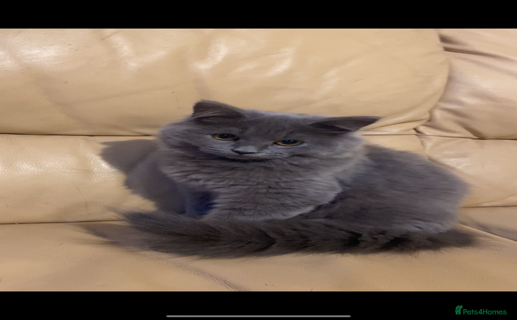 British Shorthair cats - Advert 2