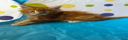 Maine Coon cats for sale: Maine Coon Kittens in Cambridge - Advert 7