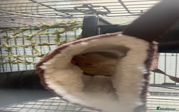 Rat rodents for sale: ❗️URGENT REHOMING❗️4 Female Rats - Image 4