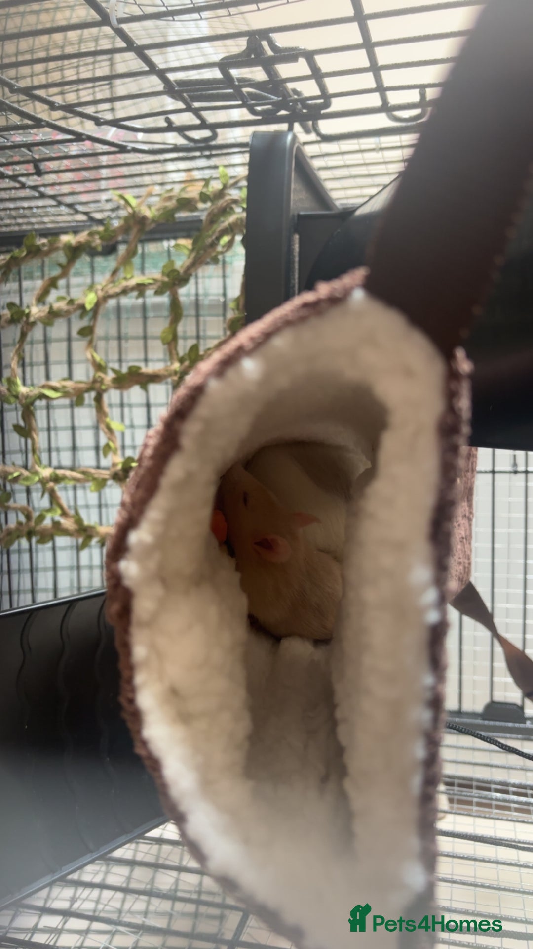 Rat rodents for sale: ❗️URGENT REHOMING❗️4 Female Rats - Image 4