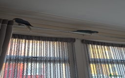 Parrots birds for sale: Blue indian ringneck parrot on sale - Image 3