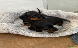 Dachshund dogs for sale: Miniature dachshund puppies - Image 3