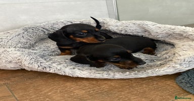 Dachshund dogs - Advert 1