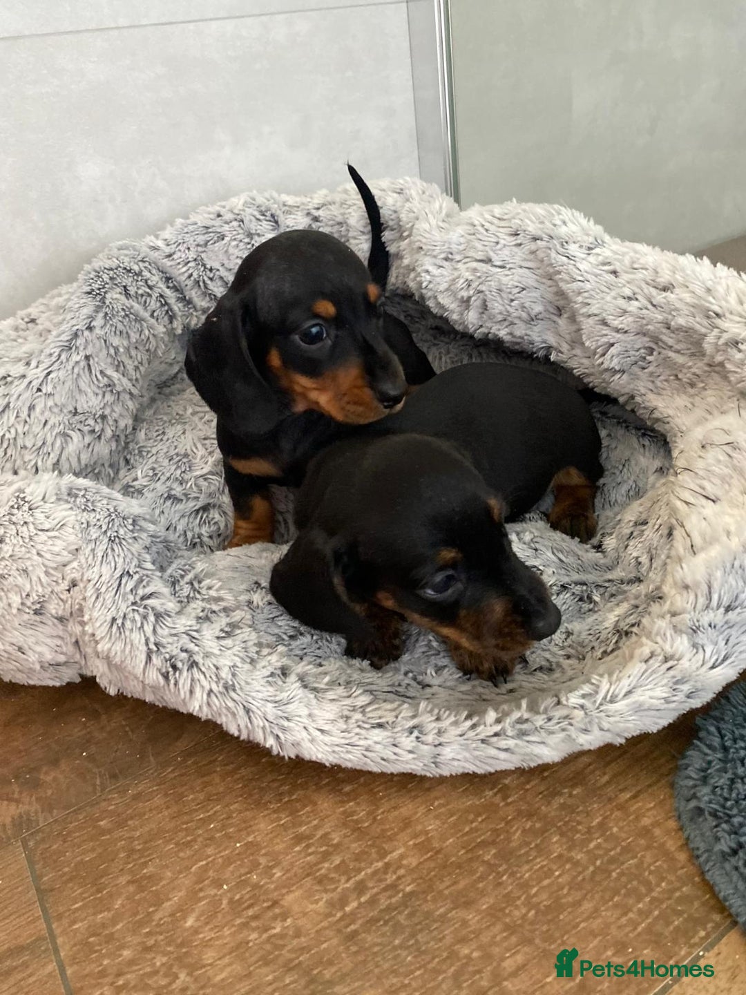 Dachshund dogs for sale: Miniature dachshund puppies - Image 3