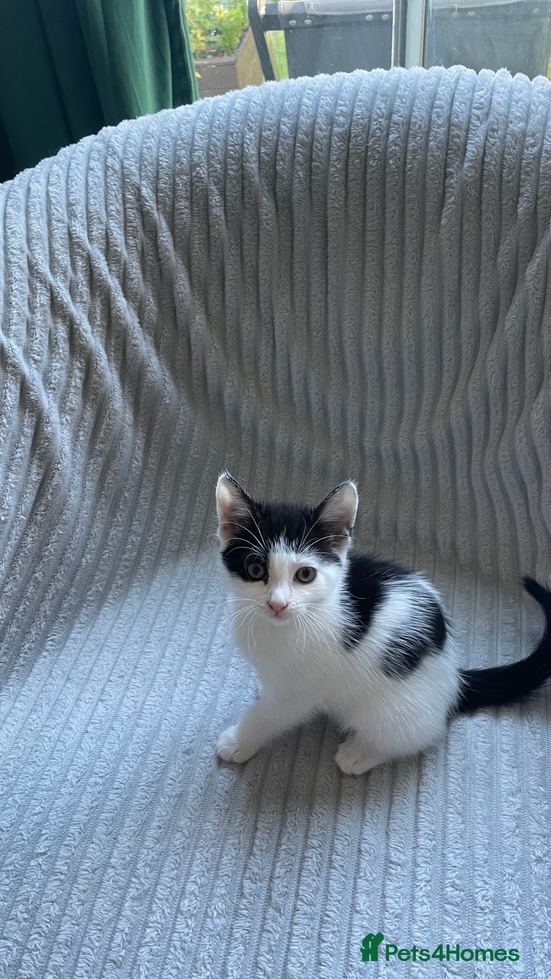 Mixed Breed cats for sale: Tabby kittens for sale - Image 9