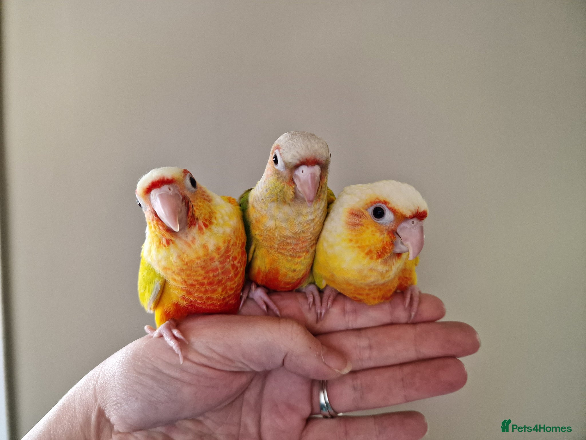 Conures birds Super adorable fully hand reared baby conures  - Advert 1