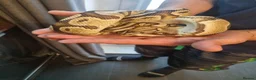 Mixed Breed reptiles for sale: Ball pythons boas and corns for sale  in Malvern - Advert 12