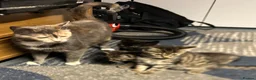 Mixed Breed cats for sale: 3 little kittens for sale  - Advert 11