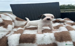 Jack Russell dogs for sale: 5 true to type jack russels  - Image 7