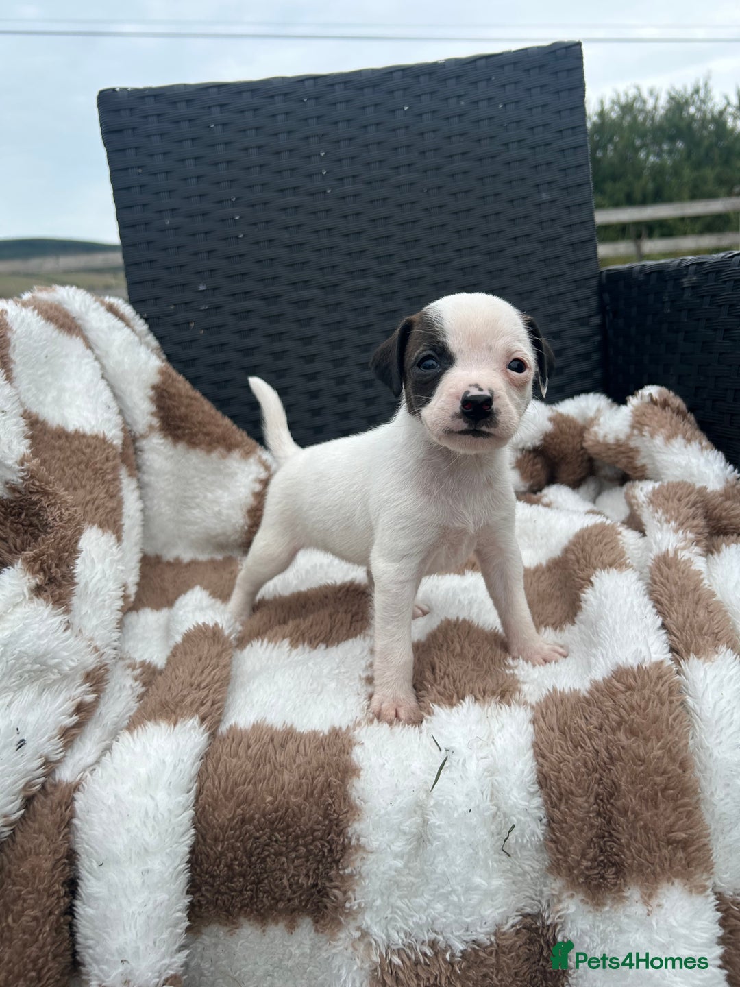 Jack Russell dogs for sale: 5 true to type jack russels  - Image 7