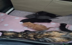 Domestic Shorthair cats for sale: Beautiful mix of kittens  - Image 3
