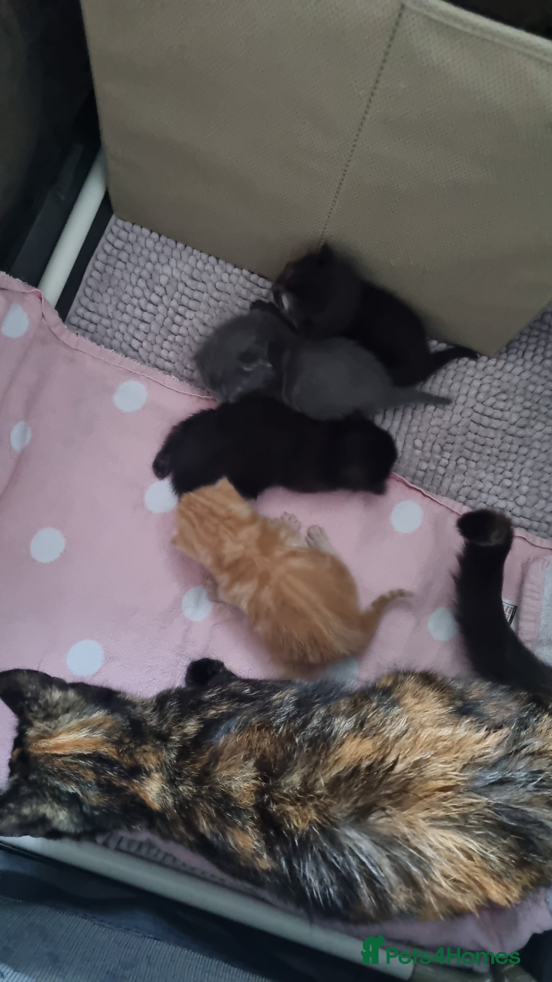 Domestic Shorthair cats for sale: Beautiful mix of kittens  - Image 3