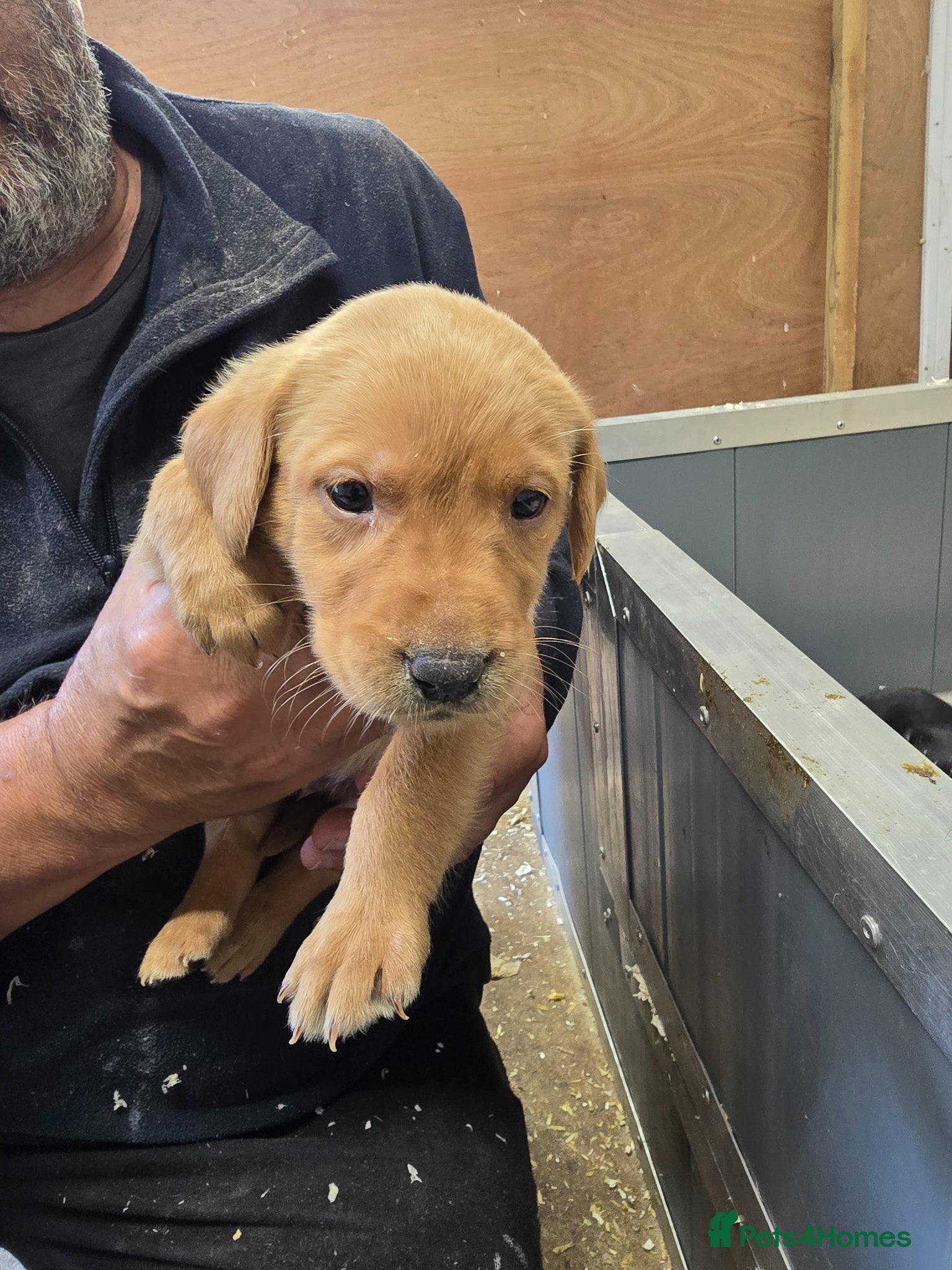 Labrador Retriever dogs Beautiful litter of puppies for sale - Advert 2
