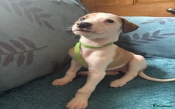 Whippet dogs for sale: 8 WHIPPET PUPPIES   - Image 9