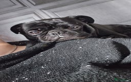 Pug dogs for sale: Loving, Cuddly Pug  - Image 10