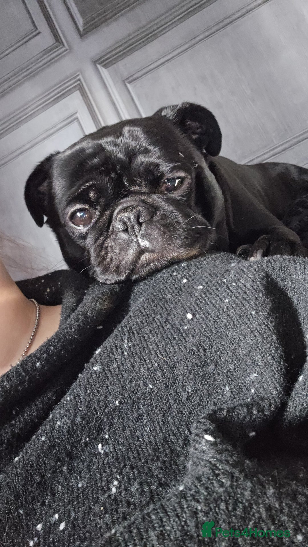 Pug dogs for sale: Loving, Cuddly Pug  - Image 10