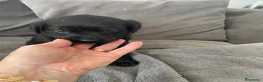 Mixed Breed Puppy 4
