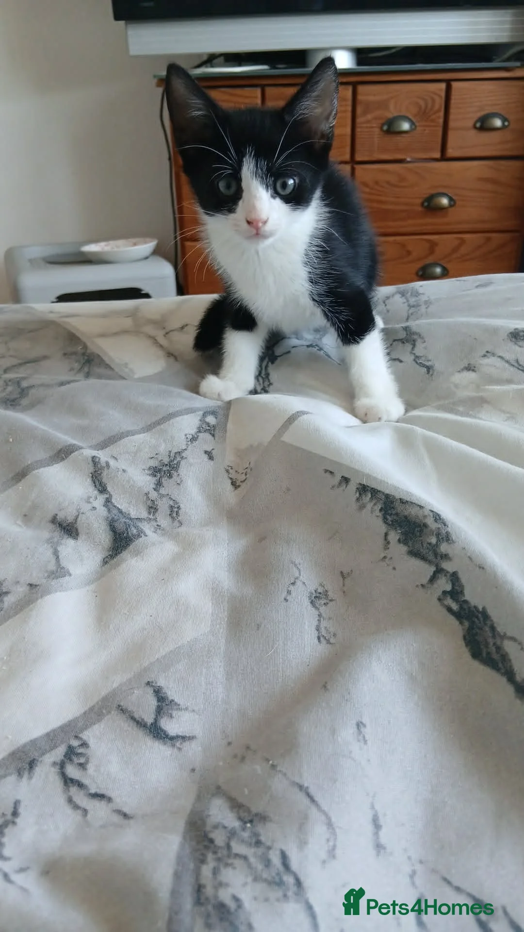 Mixed Breed cats for sale: 4 lovely kittens - Advert 2