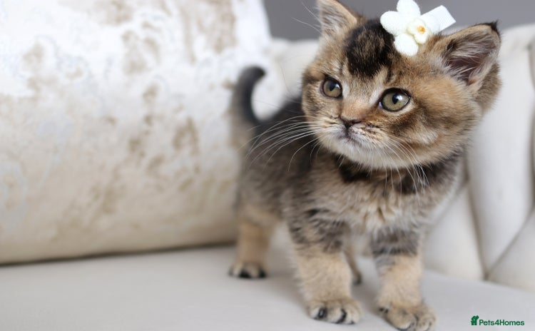 British Shorthair cats - Advert 10