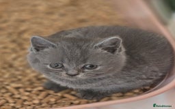 British Shorthair cats for sale: British shorthair  - Image 7