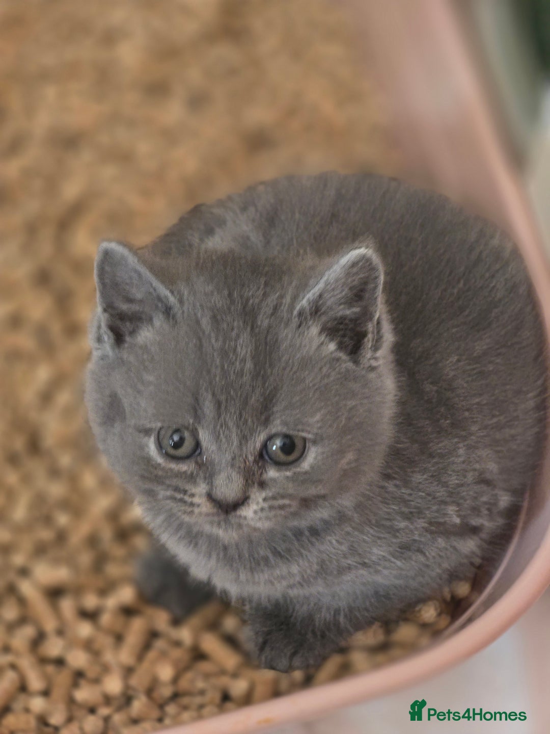 British Shorthair cats for sale: British shorthair  - Image 7