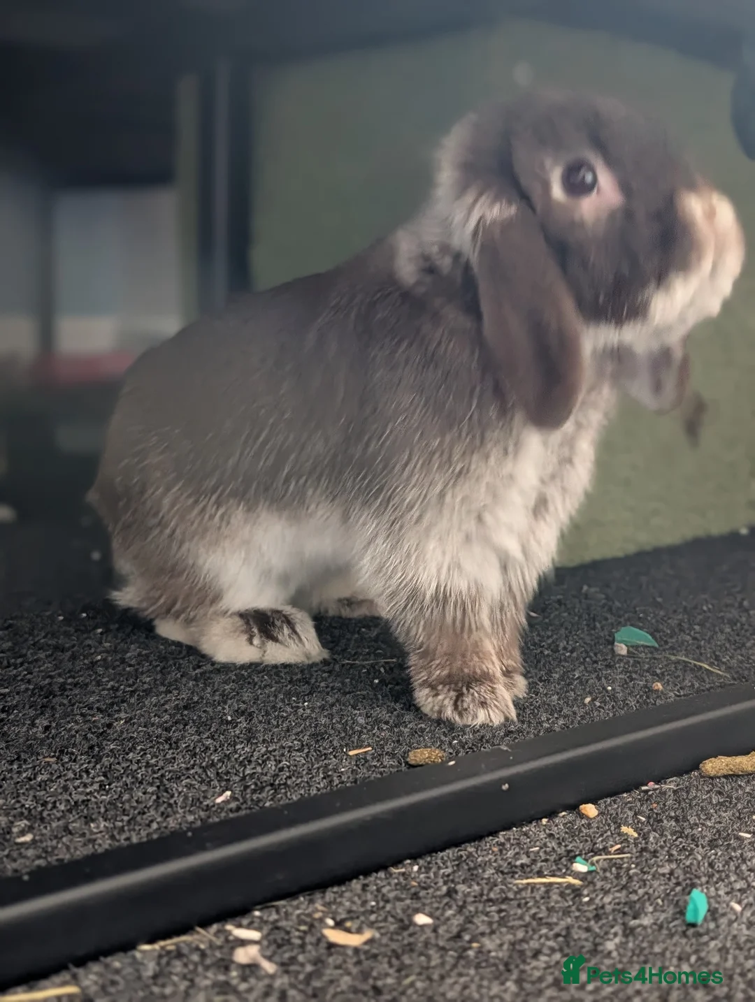 Mini Lop rabbits for sale: Casper the friendly mini lop  in Frome - Advert 3