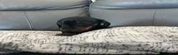 Miniature Dachshund dogs for sale: Miniature dachshund pups.KC reg&council licensed - Advert 3