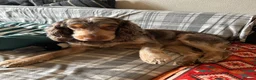 Cocker Spaniel dogs for sale: His name is woody in Brough - Advert 3