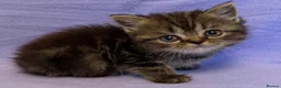 British Shorthair cats for sale: British shorthair X Persian kittens  - Advert 16