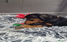 Miniature Dachshund dogs for sale: LAST TWO GORGEOUS MINIATURE DACHSHUNDS - Advert 5