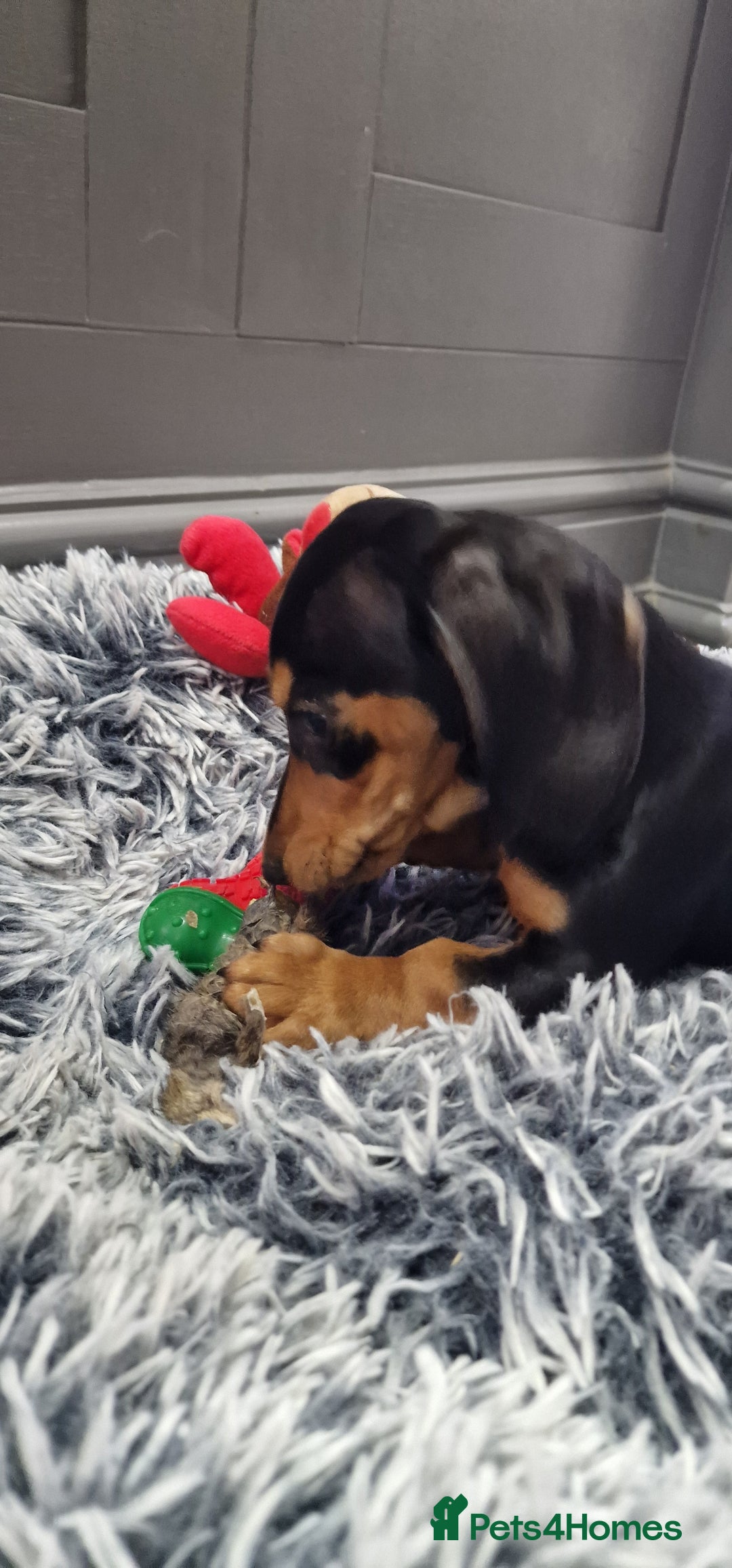 Miniature Dachshund dogs for sale: LAST TWO GORGEOUS MINIATURE DACHSHUNDS - Advert 5
