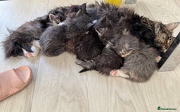 Maine Coon cats for sale: Maine coons babies 🐾 - Image 2