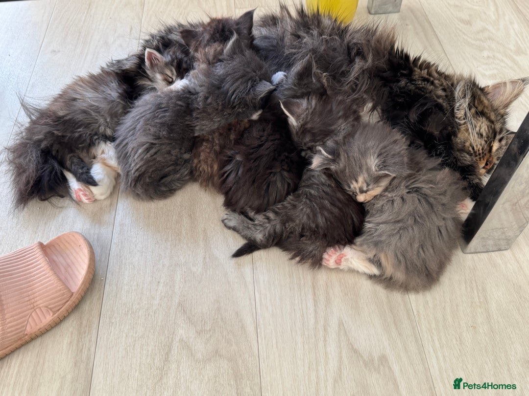 Maine Coon cats for sale: Maine coons babies 🐾 - Image 2